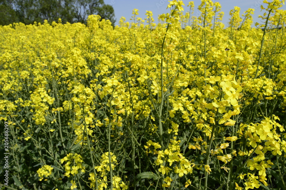 Rapeseed cultivation - bright-yellow late spring flowers Rapeseed cultivation - bright-yellow late spring flowers