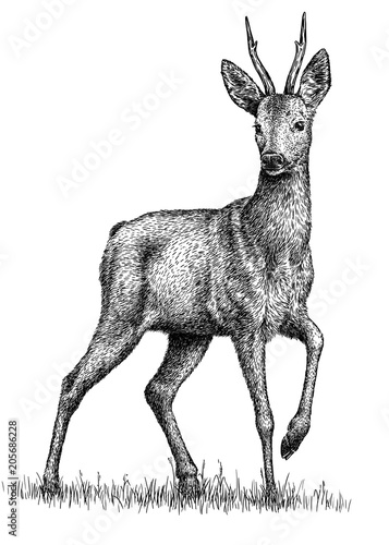 black and white engrave isolated deer illustration Fototapeta
