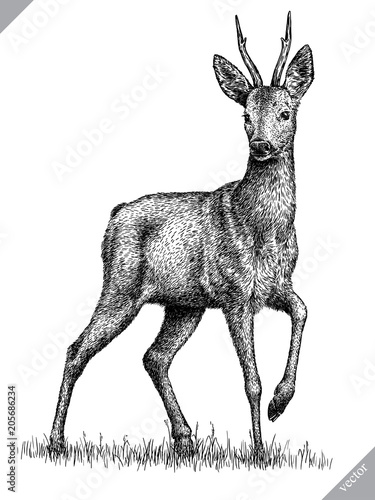 Obraz na plátně black and white engrave isolated deer vector illustration