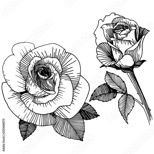 Vector roses. Floral botanical flower. Wild spring leaf wildflower isolated. Vector wildflower for background, texture, wrapper pattern, frame or border.