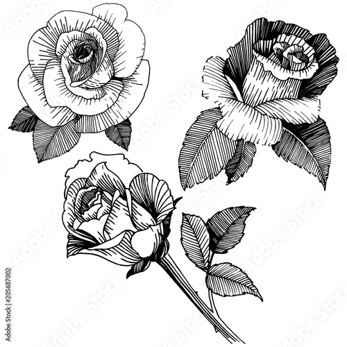Vector roses. Floral botanical flower. Wild spring leaf wildflower isolated. Vector wildflower for background, texture, wrapper pattern, frame or border.