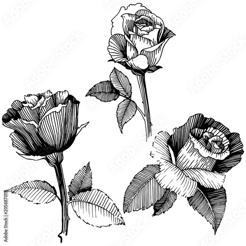 Vector roses. Floral botanical flower. Wild spring leaf wildflower isolated. Vector wildflower for background, texture, wrapper pattern, frame or border.