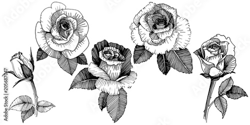 Vector roses. Floral botanical flower. Wild spring leaf wildflower isolated. Vector wildflower for background, texture, wrapper pattern, frame or border.