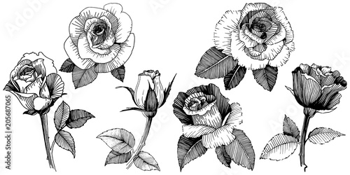 Vector roses. Floral botanical flower. Wild spring leaf wildflower isolated. Vector wildflower for background, texture, wrapper pattern, frame or border.