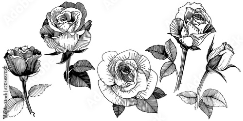 Vector roses. Floral botanical flower. Wild spring leaf wildflower isolated. Vector wildflower for background, texture, wrapper pattern, frame or border.