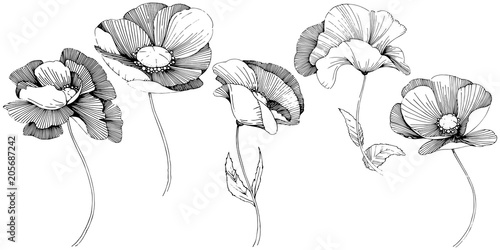 Vector poppy. Floral botanical flower. Wild spring leaf wildflower isolated. Vector wildflower for background, texture, wrapper pattern, frame or border.