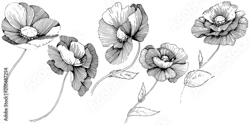 Vector poppy. Floral botanical flower. Wild spring leaf wildflower isolated. Vector wildflower for background, texture, wrapper pattern, frame or border.
