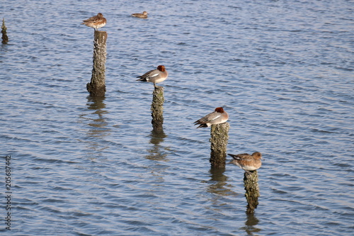 Ducks relaxing on the peg