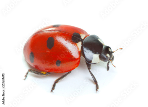 Ladybug isolated on white background