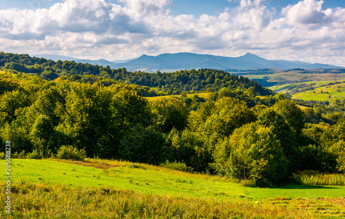 forest on a grassy hill in afternoon. Pikui mountain in the distance under the cloudy afternoon sky. Lovely Carpathian countryside