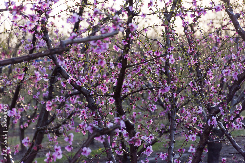 Fields with peach treesin blossom. Fields with peach treesin blossom.