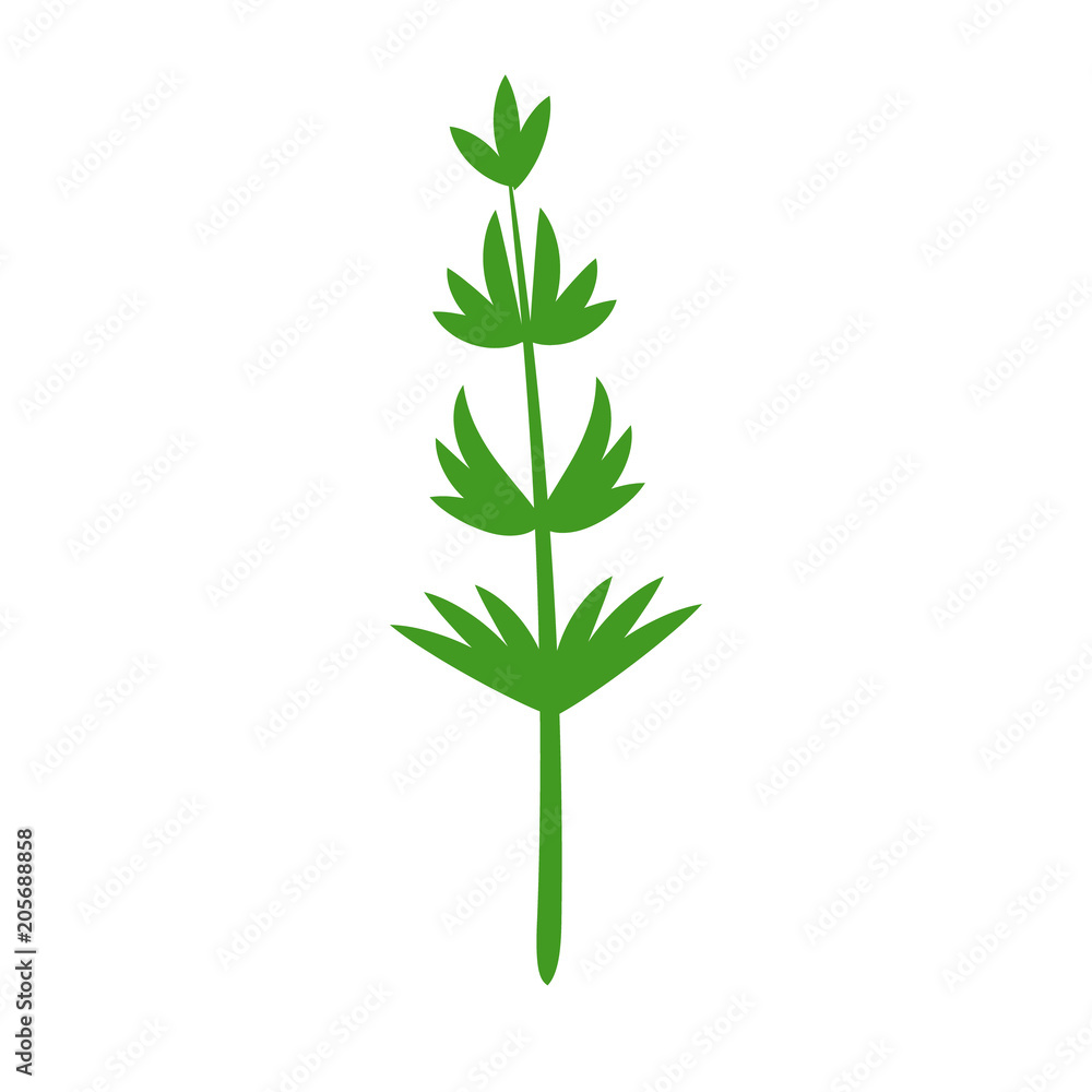The silhouette leaves of the trees and grass. The silhouette leaves of the trees and grass.