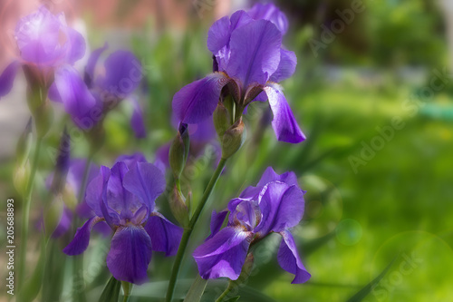 Flowers of Irises. Early summer. A flowerbed in the garden. A gift for a woman. Summer. Blossoming nature.