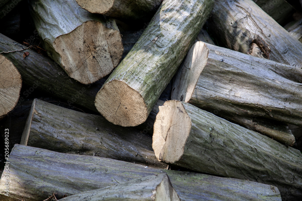 Pile of cut logs in the woods Pile of cut logs in the woods
