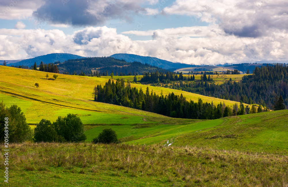 forested grassy hills on a cloudy day. lovely landscape of Carpathian mountains in autumn