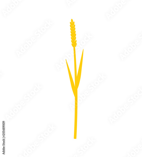 Silhouette of grass with inflorescences spike