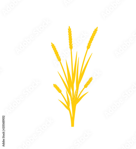 Silhouette of grass with inflorescences spike