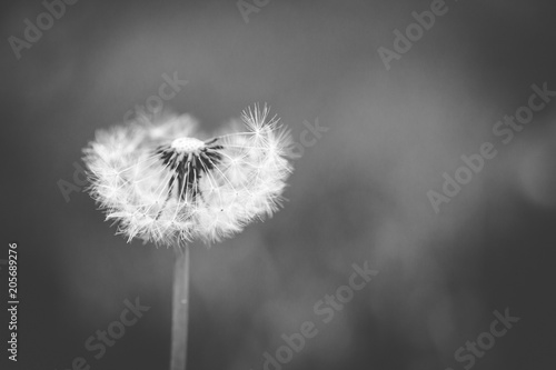 Dandelion3