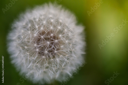 Dandelion5