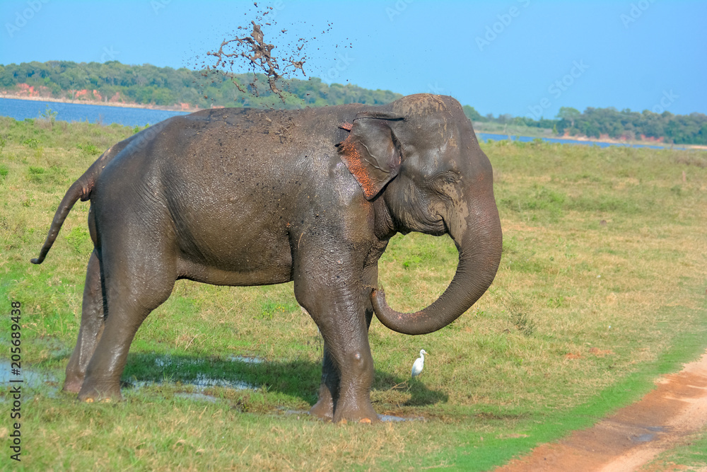Naklejka premium Wild Elephants In Minneriya National Park. The Park Is A Dry Season Feeding Ground For The Elephant Population Dwelling In Forests Of Matale, Polonnaruwa, And Trincomalee Districts