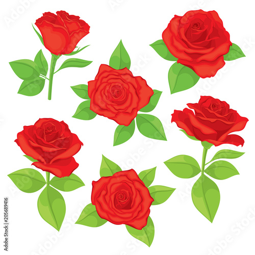 Vector set of realistic  detailed  isolated Rose buds in red color with green leaves on white background. Illustration for design on white background. 