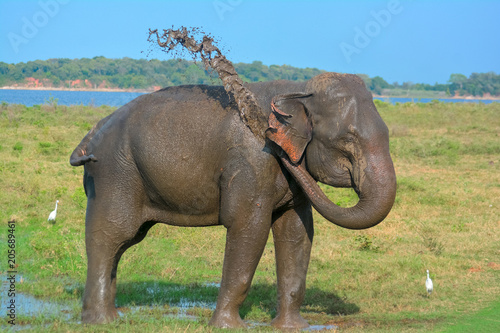 Wild Elephants In Minneriya National Park. The Park Is A Dry Season Feeding Ground For The Elephant Population Dwelling In Forests Of Matale  Polonnaruwa  And Trincomalee Districts