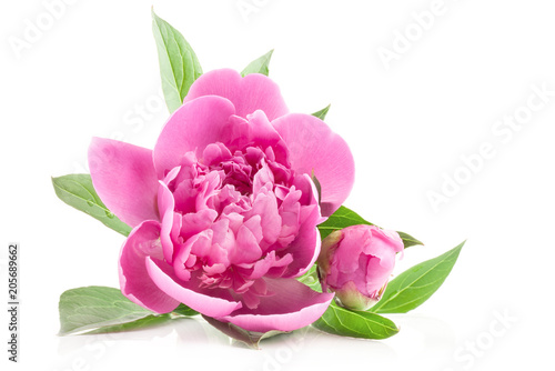Fototapeta Naklejka Na Ścianę i Meble -  Peony flowers isolated on white