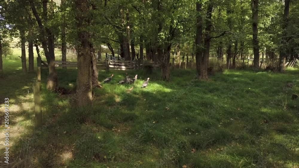 Wild turkeys take cover from hunters in small wooded area. Wild turkeys take cover from hunters in small wooded area.