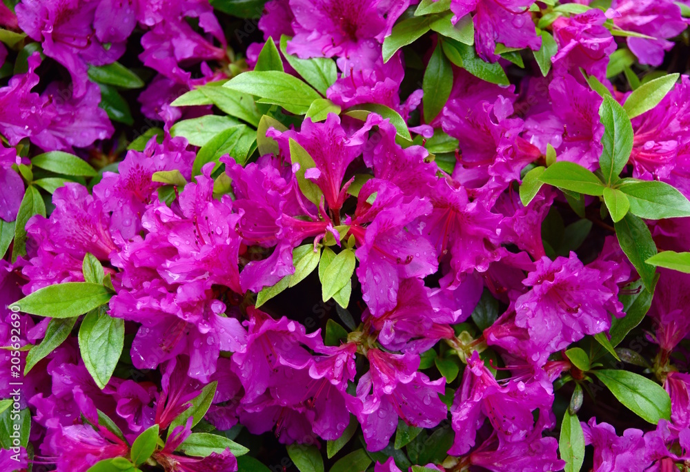 Detail of violet colored flowers and green leaves on an azalea plant. Detail of violet colored flowers and green leaves on an azalea plant.