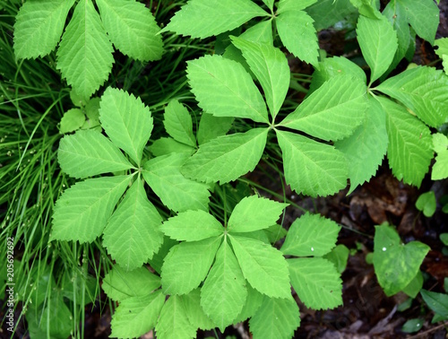 Wallpaper Mural Detail of the toothed leaves of a Virginia creeper vine in a forest. Torontodigital.ca
