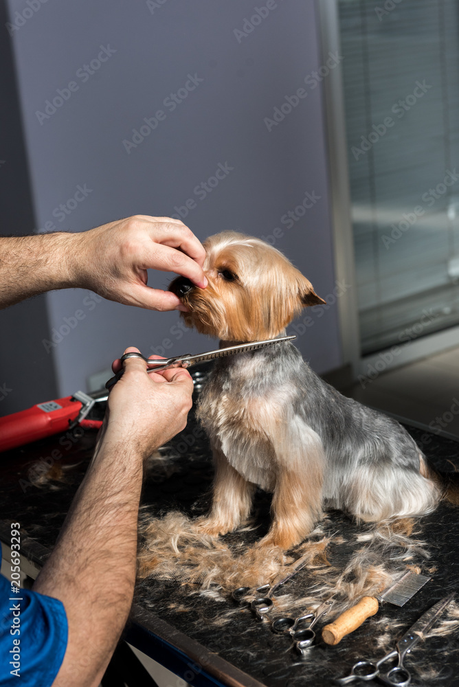 Yorkshire online terrier grooming