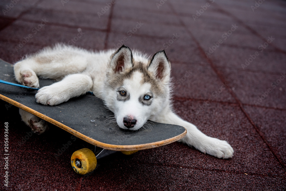 Husky puppy with one blue and one brown eye lying on the soft surface in  the park with a blue leash and skateboard Stock Photo | Adobe Stock