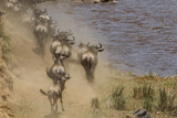 Wildebeest running in the migration season to cross the Mara River in the Masai Mara National Park in Kenya