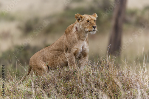 Lioness on the look out in the rain in the Masai Mara National Park in Kenya