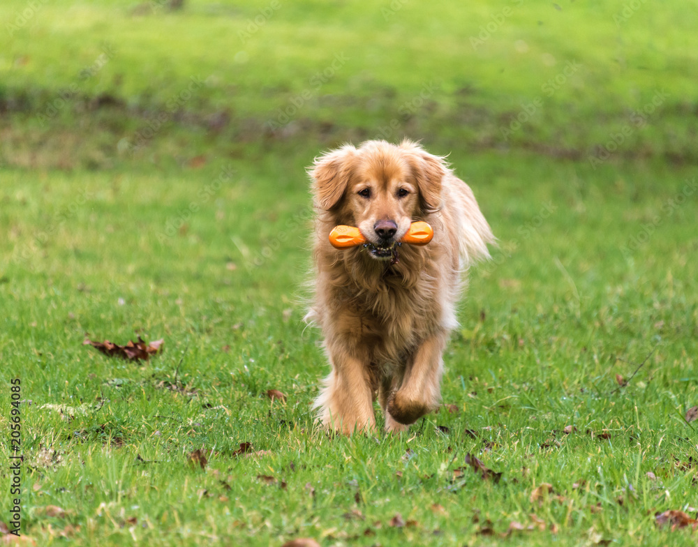 golden retriever playing dog toy golden retriever playing dog toy