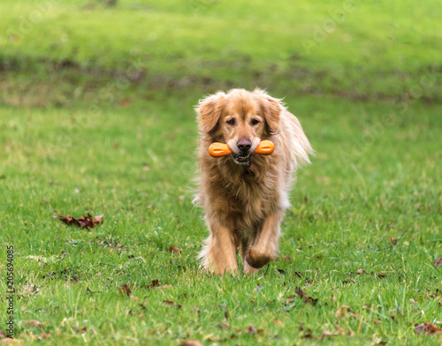 golden retriever playing dog toy