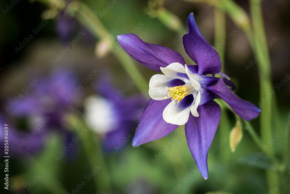 flower macro - Purple columbine, Aquilegia