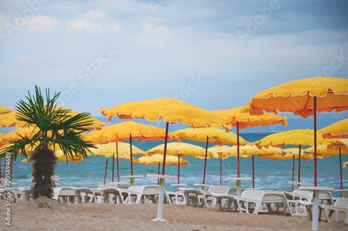 empty beach  palm tree  yellow umbrellas  white chaise lounges..   No season  no tourists  assault warning  cold snap