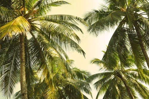 view from below on a tops of coconut palms against the sky background. In the sunshine. toned.