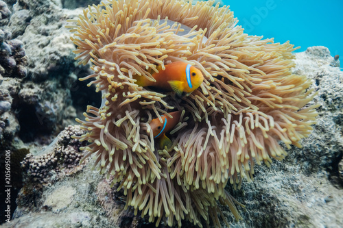 Anemonefish in the Madlives on the house reef of Makunudu Island in North Male Atoll