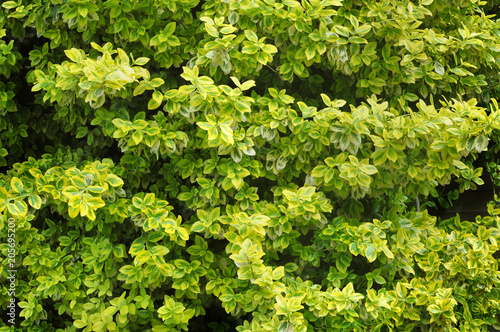 Foliage as a Background. Leaves of a Golden Liguster.