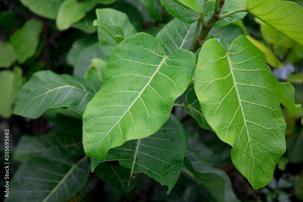 Brazilian leaf found in Bahia, Salvador - Brazil Brazilian leaf found in Bahia, Salvador - Brazil
