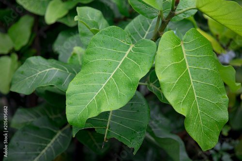 Wallpaper Mural Brazilian leaf found in Bahia, Salvador - Brazil Torontodigital.ca