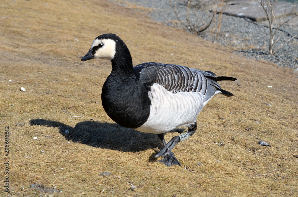 Anatra oca faccia bianca. Uccelli in Norvegia. Piume ad Oslo. Volare sui fiordi Anatra oca faccia bianca. Uccelli in Norvegia. Piume ad Oslo. Volare sui fiordi