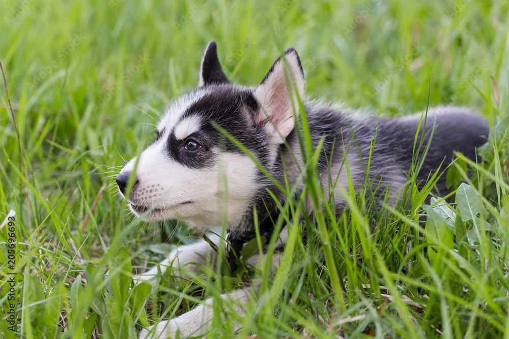 Cute Husky puppy dog lies in the grass closeup