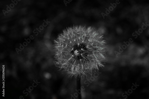 dark dandelion