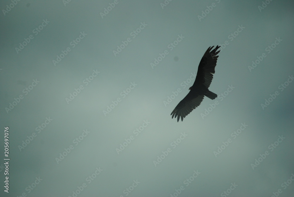 Fototapeta premium orzeł