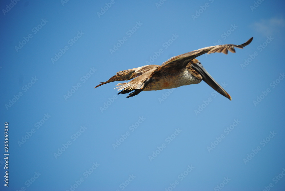 Obraz premium pellicani