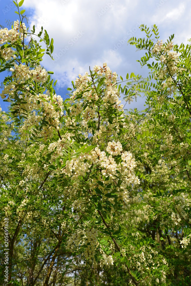 Gewöhnliche Robinie (Robinia pseudoacacia) Gewöhnliche Robinie (Robinia pseudoacacia)
