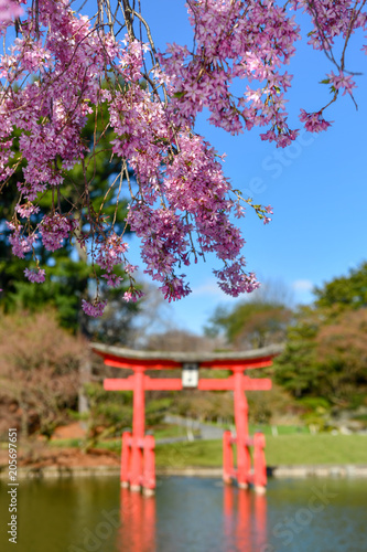 Japanese Garden - Brooklyn Botanical Garden